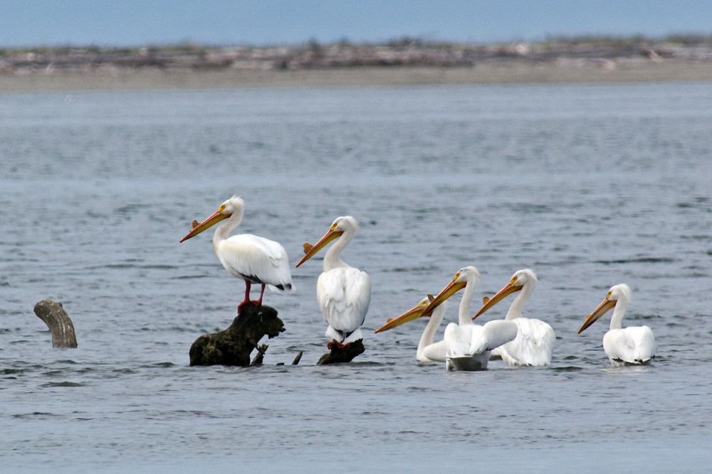 American White Pelican